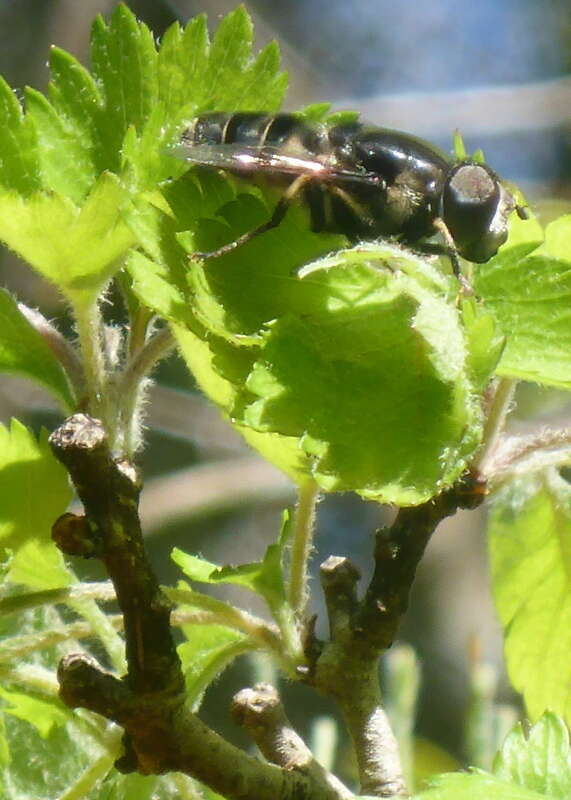 Image of Eristalis saxorum Wiedemann 1830