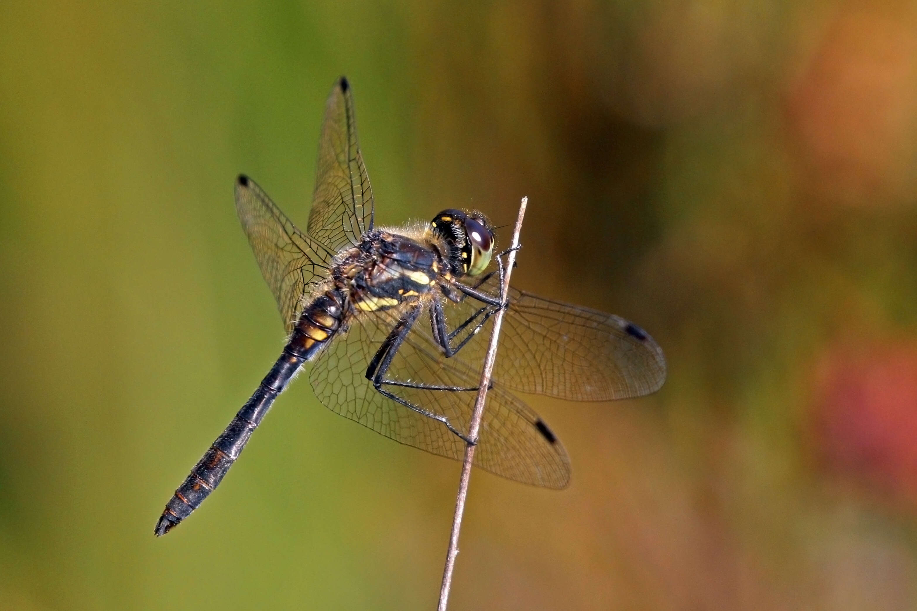 Image of black darter