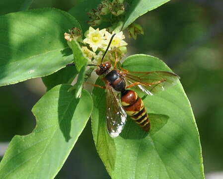 Image of Western Cicada Killer