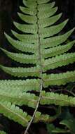 Image de Dryopteris decipiens var. diplazioides (Christ) Ching