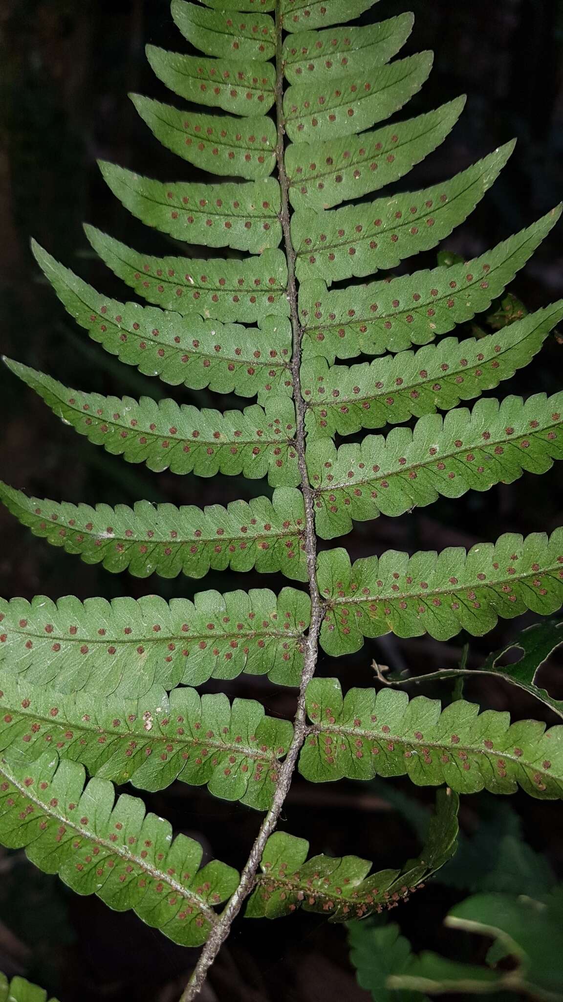 Sivun Dryopteris decipiens var. diplazioides (Christ) Ching kuva