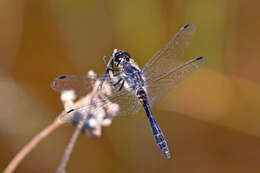 Image of black darter