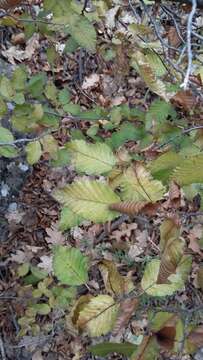 Image of Eastern Hornbeam