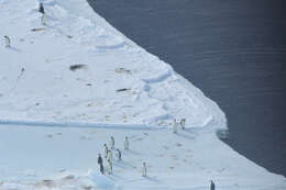 Image of Emperor Penguin