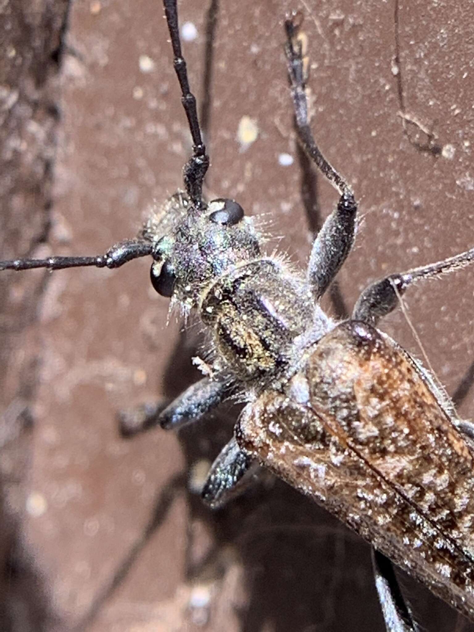 Image of Mottled Longhorned Beetle