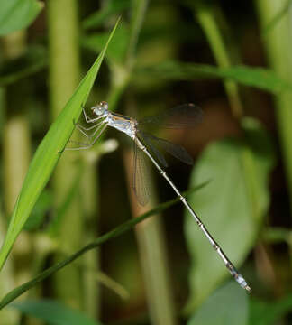 Image of Emerald Spreadwing