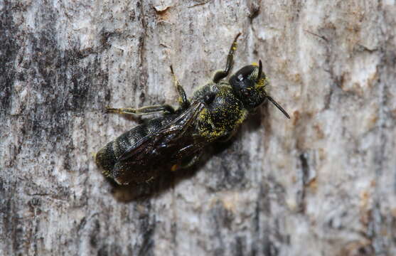 Слика од Stelis breviuscula (Nylander 1848)