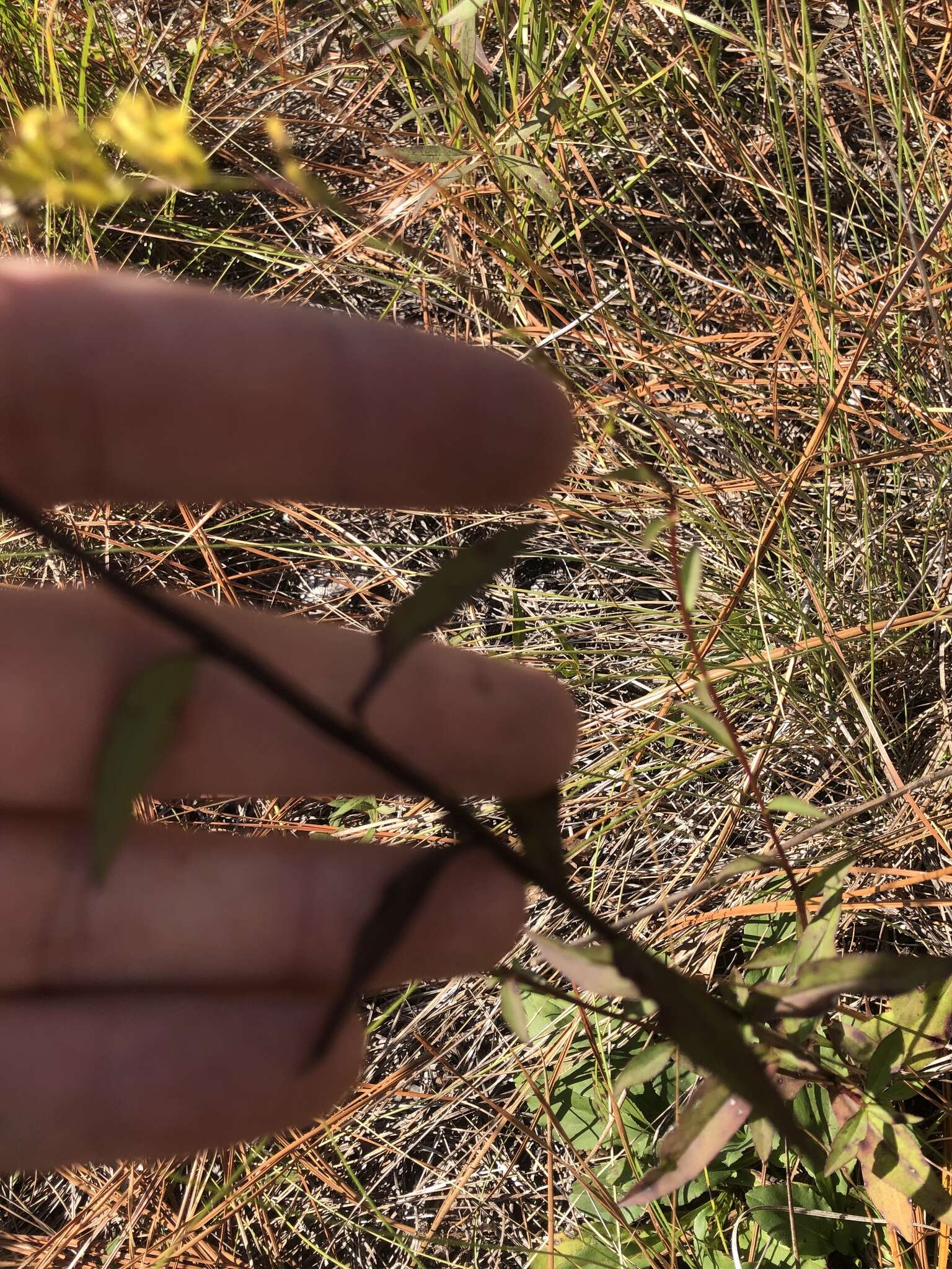 Image of Atlantic goldenrod