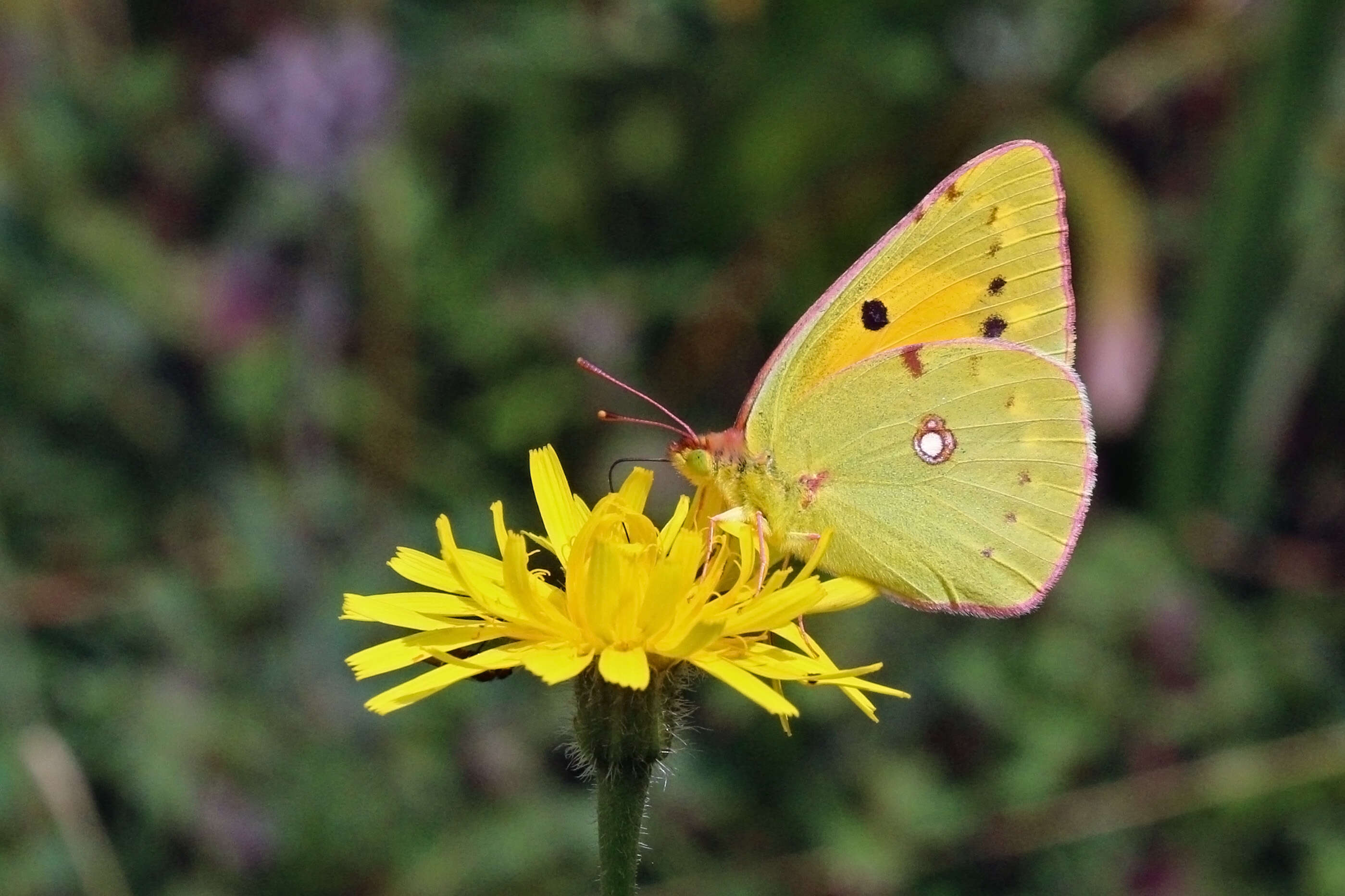 Image of clouded yellow