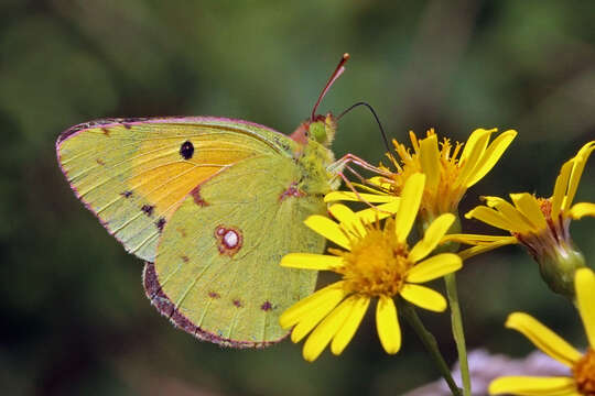 Image of clouded yellow