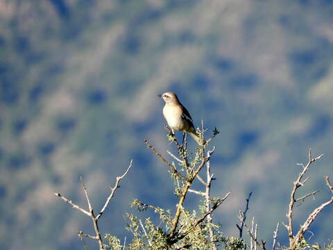 Image of White-banded Mockingbird