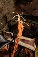 Image of Voyria tenuiflora Griseb.