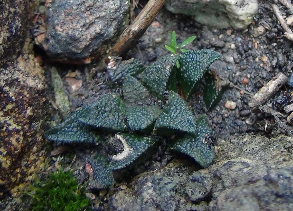 Image of Haworthia maraisii Poelln.