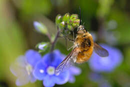 Image of Bombylius venosus Mikan 1796