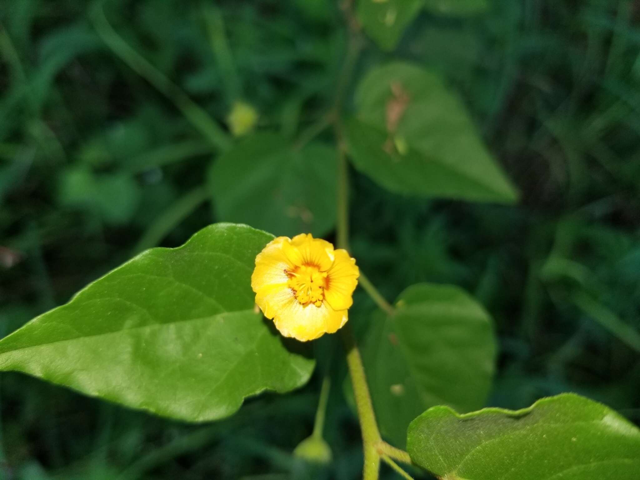 Image de Wissadula parvifolia Fryxell