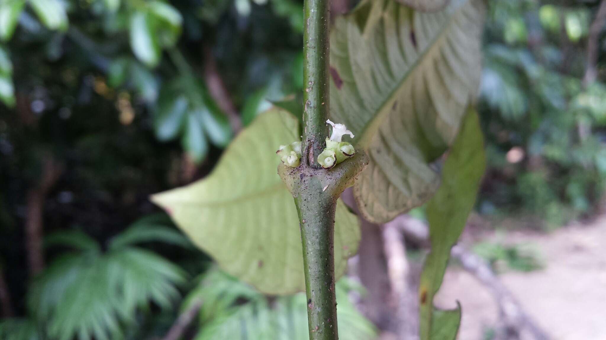 Saldinia longistipulata Bremek. resmi