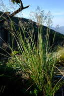 Imagem de Panicum ecklonii Nees