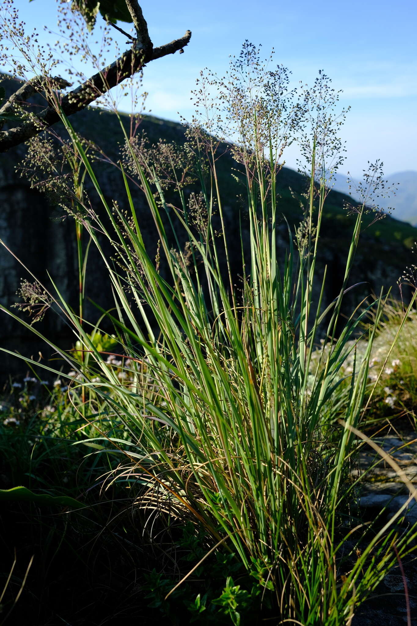 Imagem de Panicum ecklonii Nees