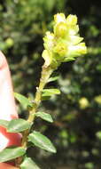 Penaea cneorum subsp. ruscifolia R. Dahlgren的圖片