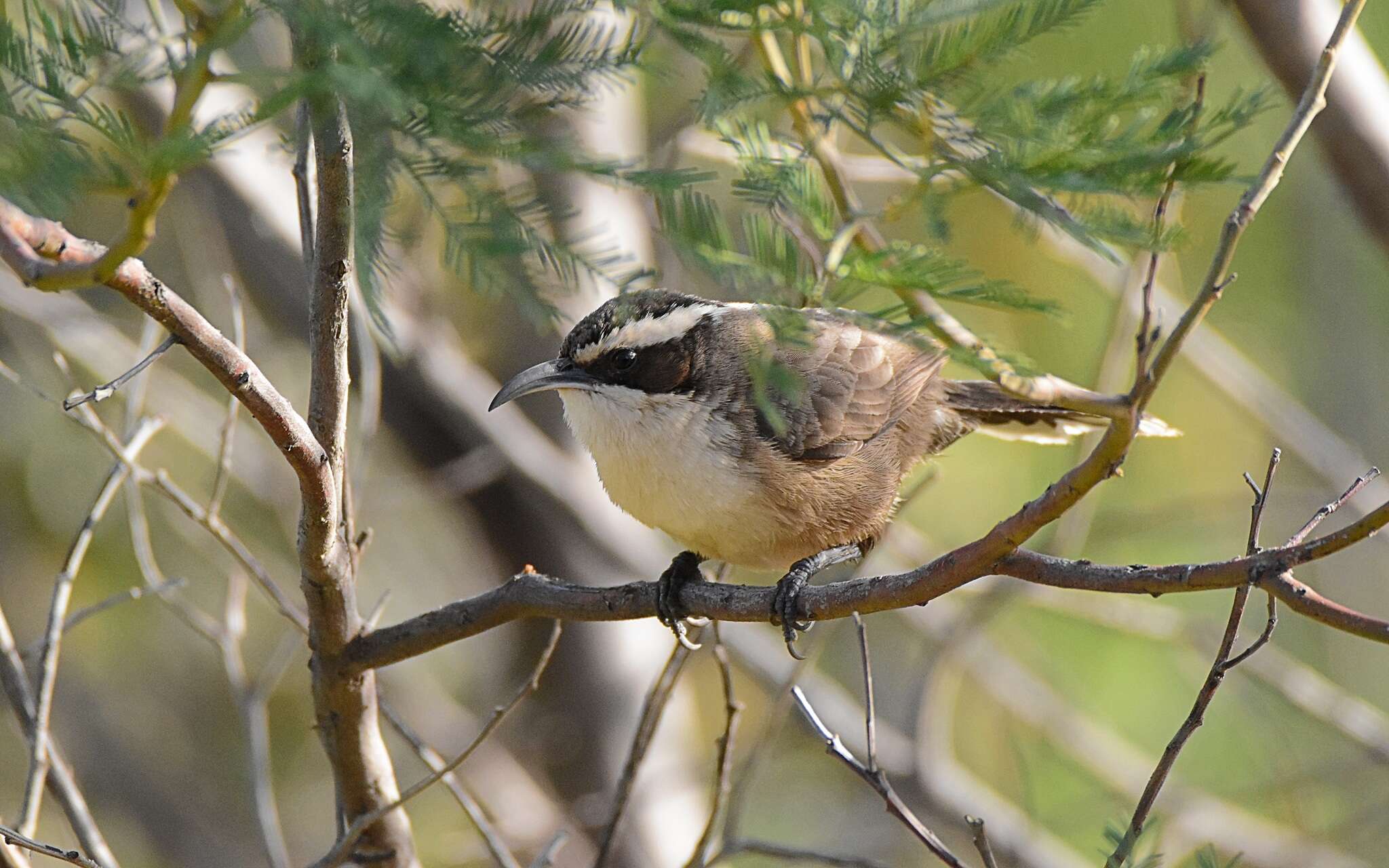 Image of White-browed Babbler