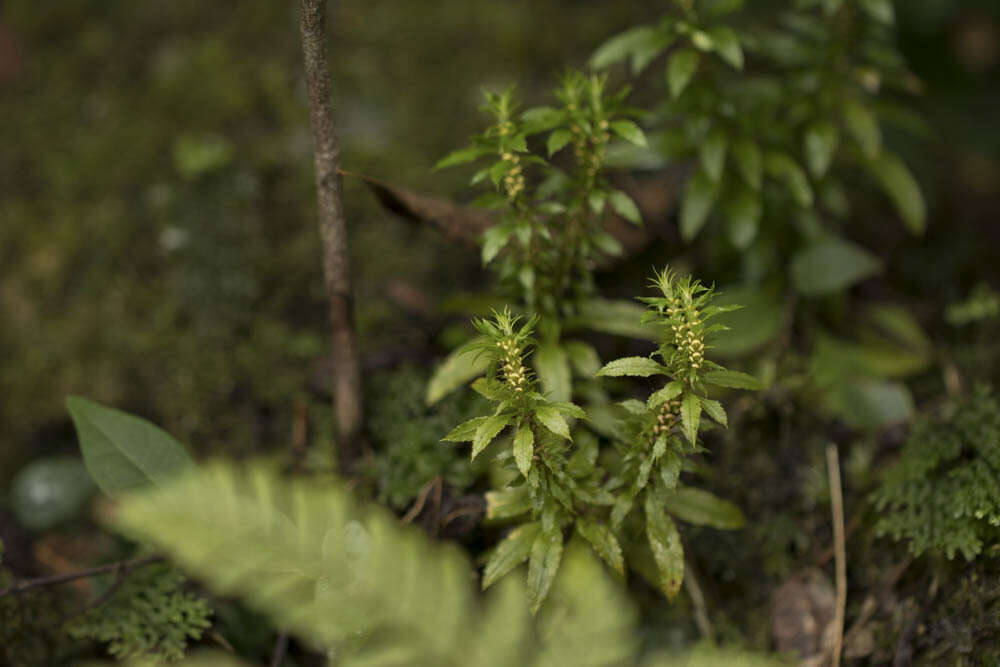 Image of Huperzia javanica (Sw.) Fraser-Jenk.