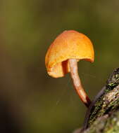 Image of Pholiota eucalyptorum (Cleland) Singer 1952