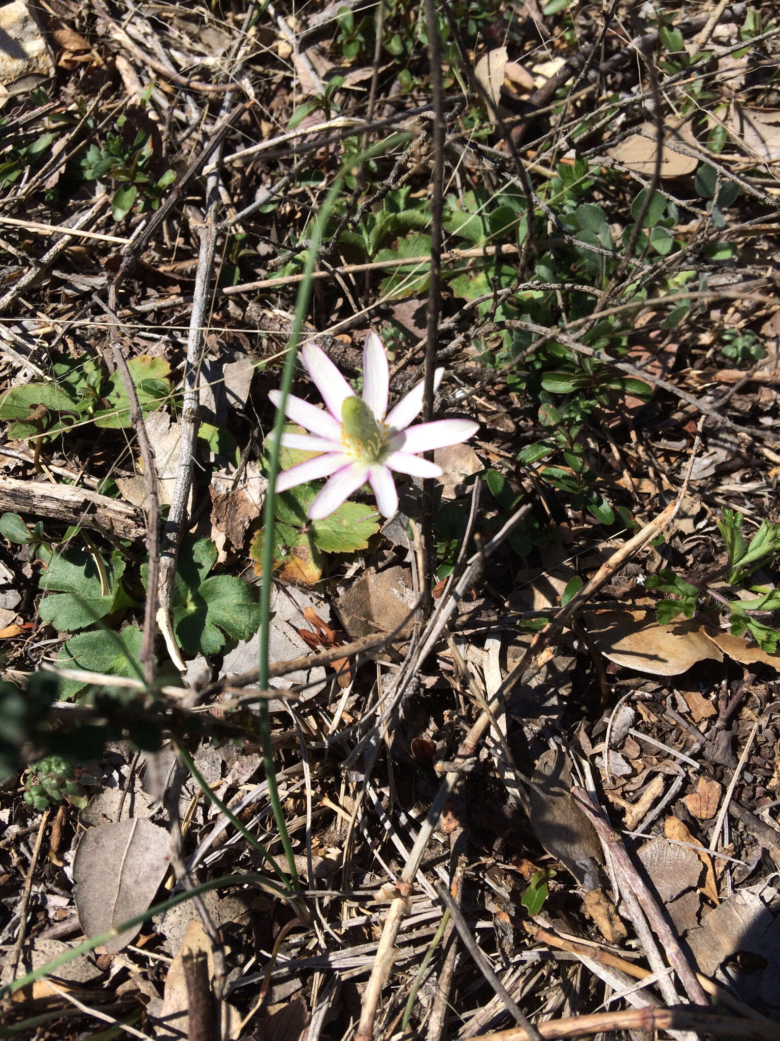 Anemone berlandieri Pritz. resmi