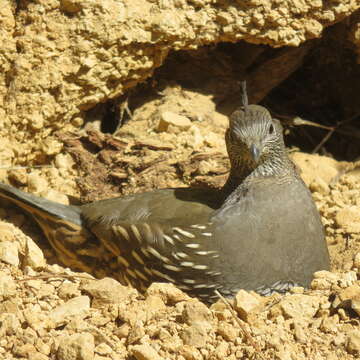 Image of Callipepla californica brunnescens (Ridgway 1884)