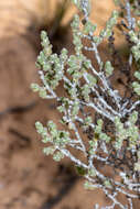 Image of Maireana radiata (P. G. Wilson) P. G. Wilson