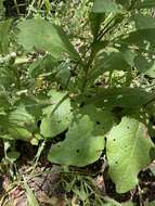 Image of Nicotiana bonariensis Lehm.