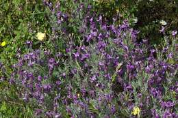 Image of French lavender