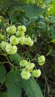 Image de Montanoa hibiscifolia (Benth.) C. Koch