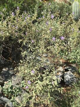 Image of Hinds' nightshade