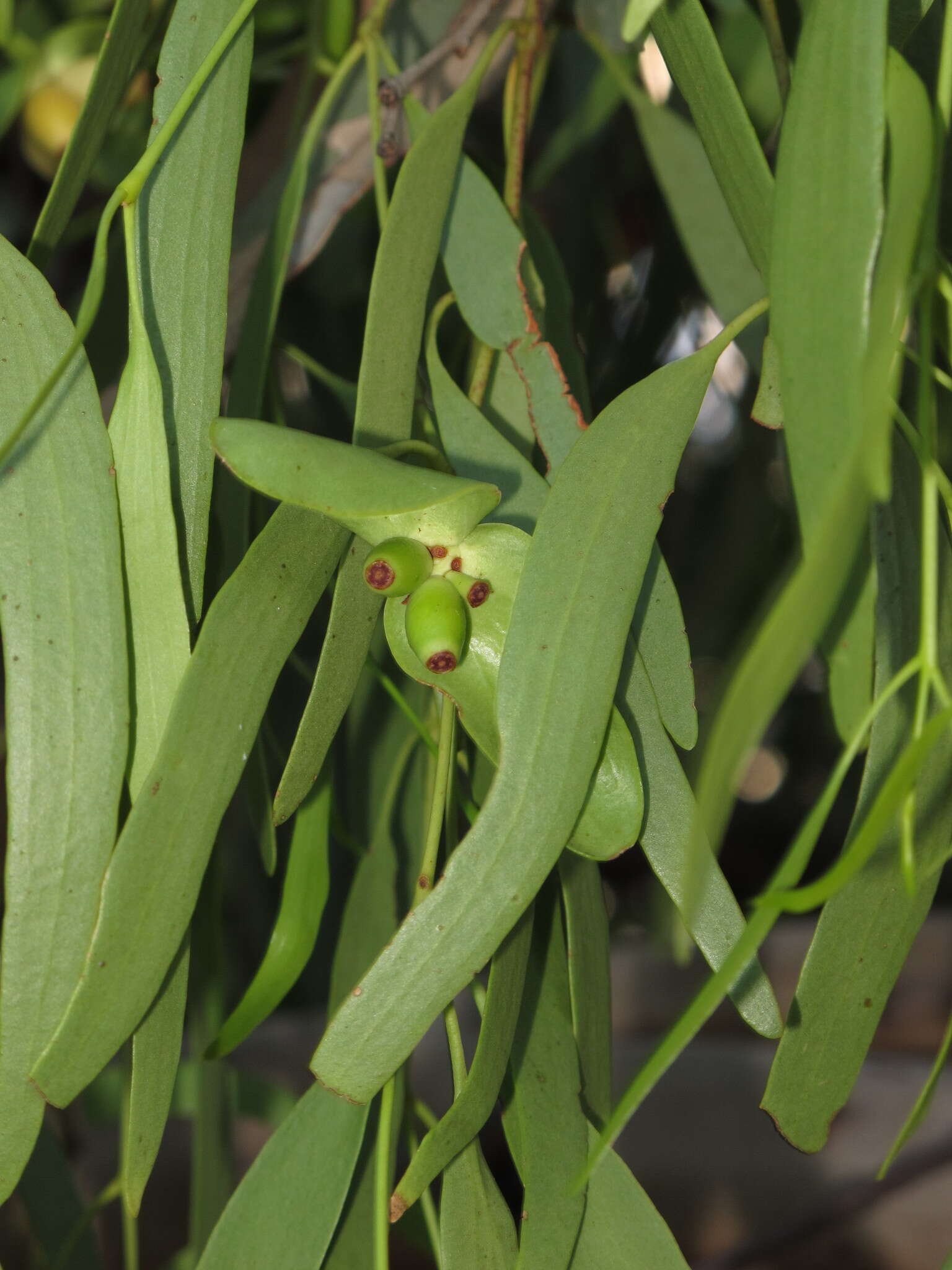 Image de Diplatia grandibractea (F. Müll.) Tieghem