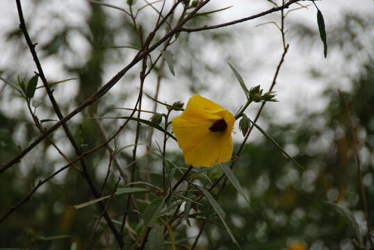 Imagem de Hibiscus divaricatus R. Grah.