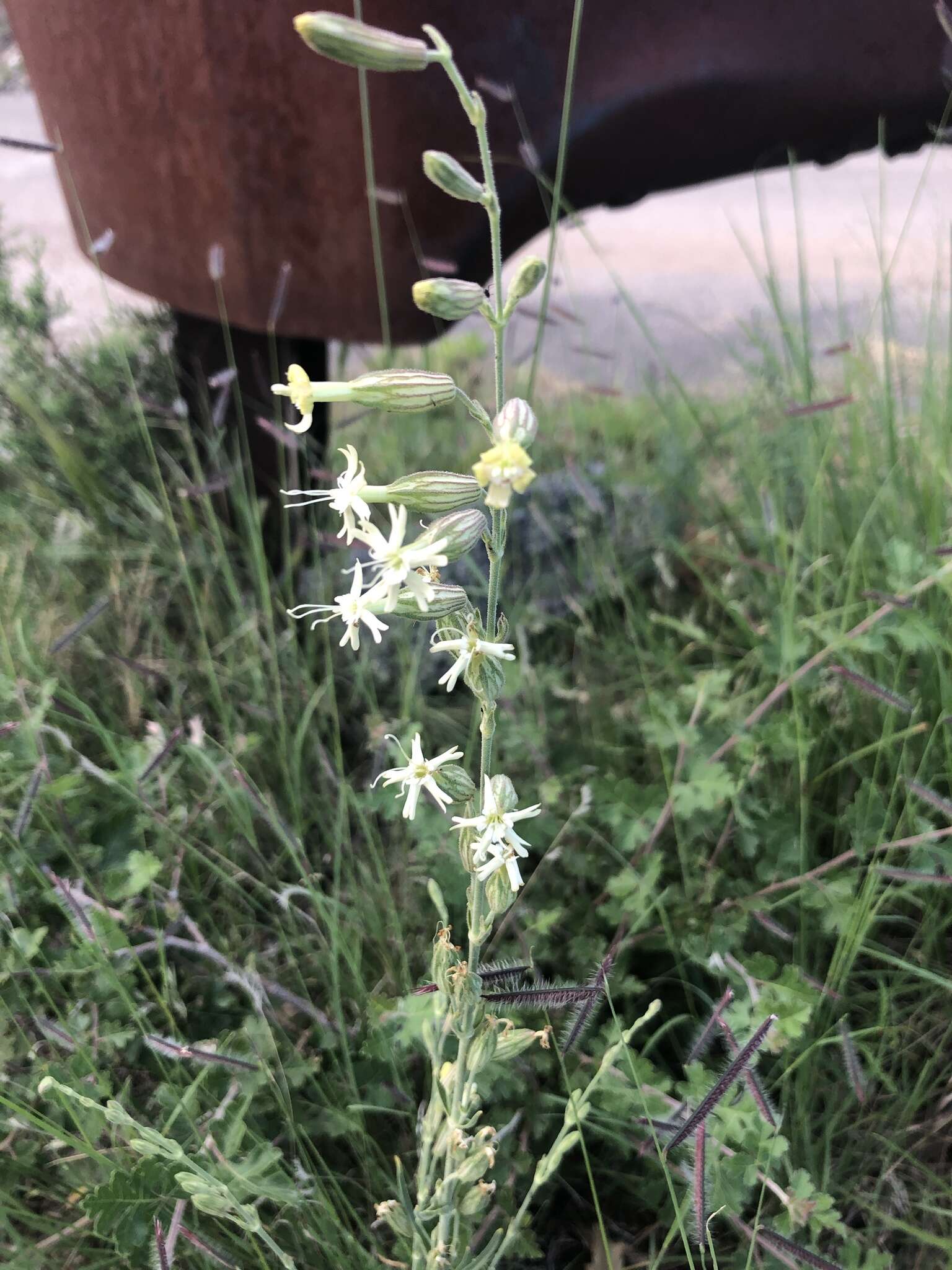 صورة Silene scouleri subsp. pringlei (S. Wats.) C. L. Hitchcock & Maguire