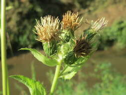 Image of Cabbage Thistle