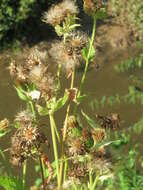 Image of Cabbage Thistle