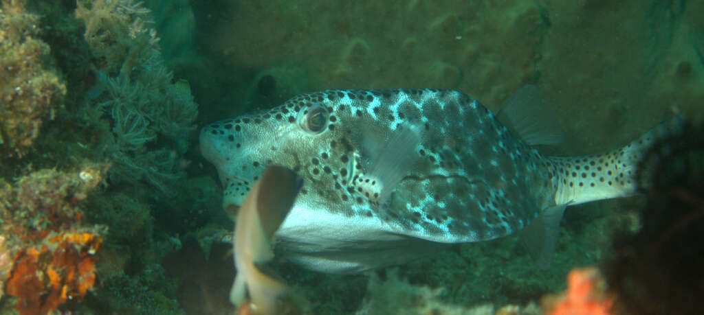 Image of Horn-nosed boxfish