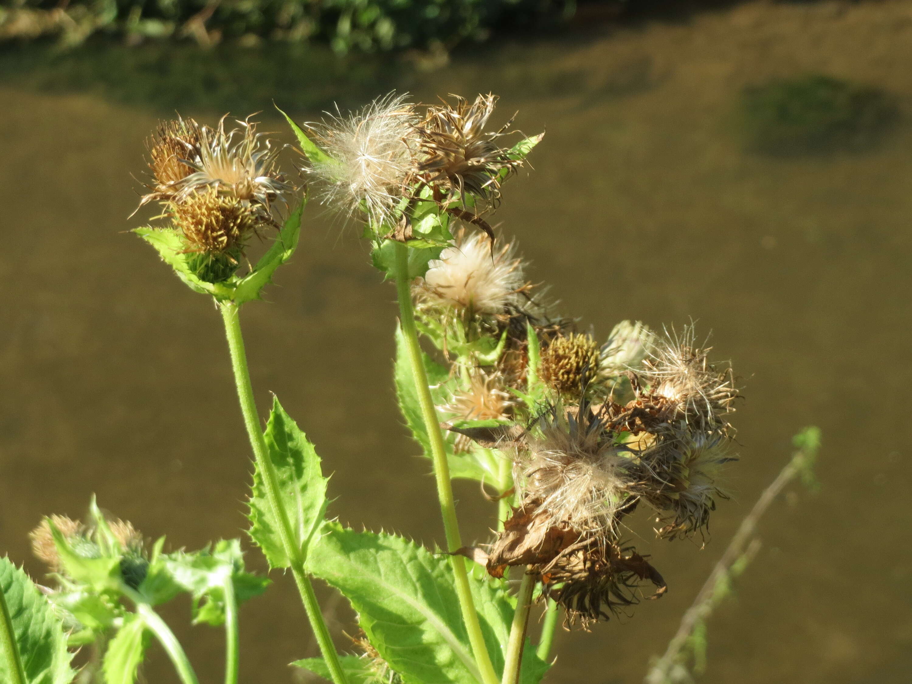 Image of Cabbage Thistle