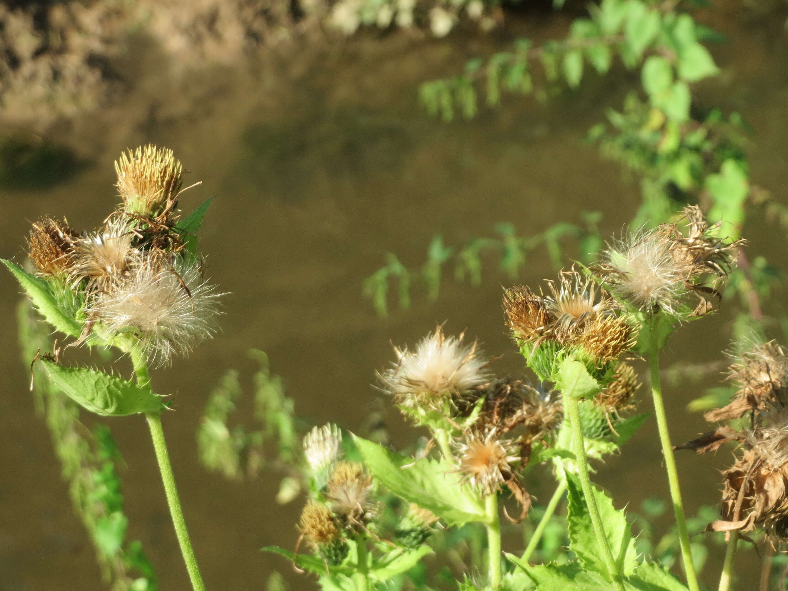 Image of Cabbage Thistle