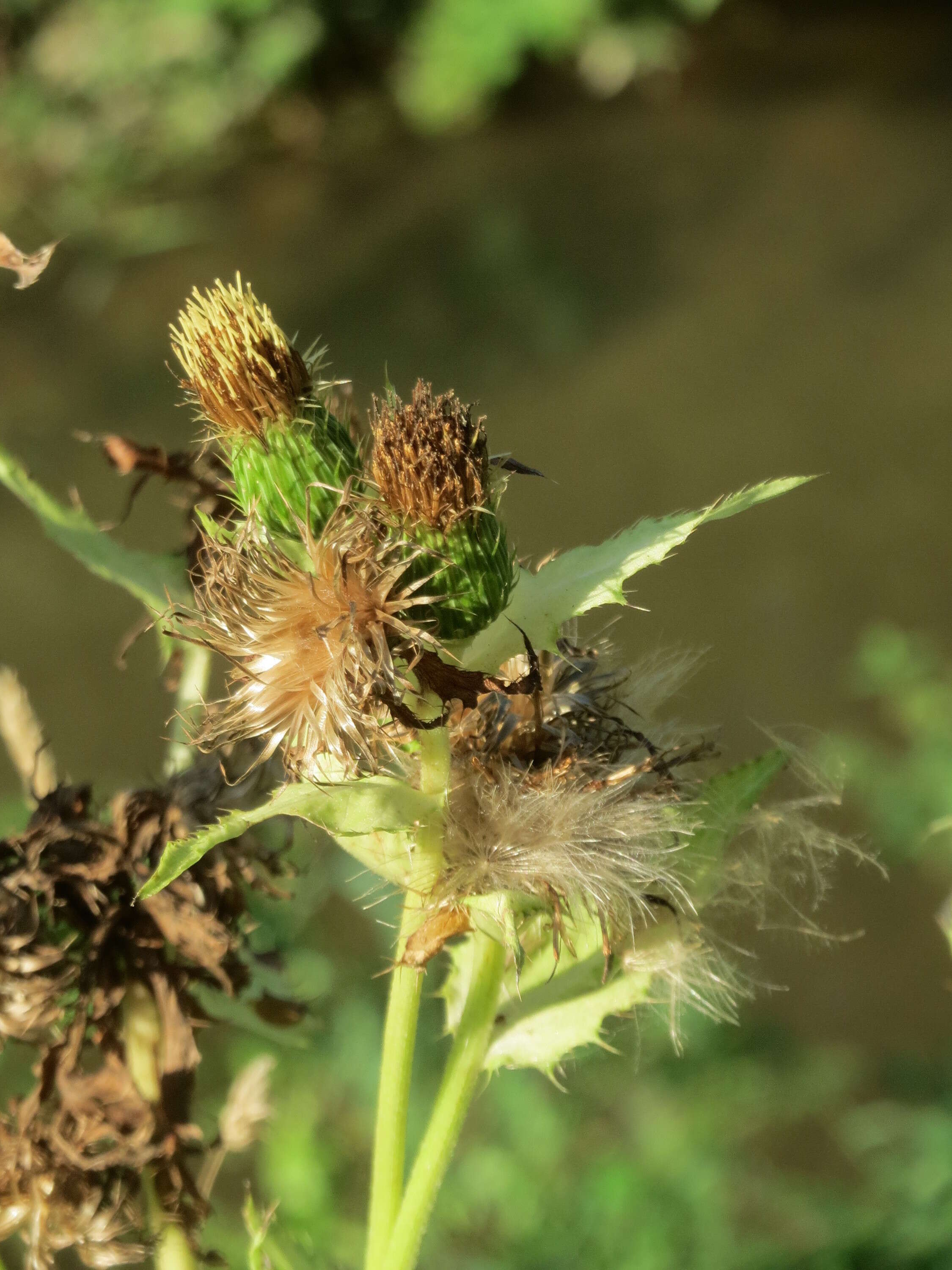 Image of Cabbage Thistle