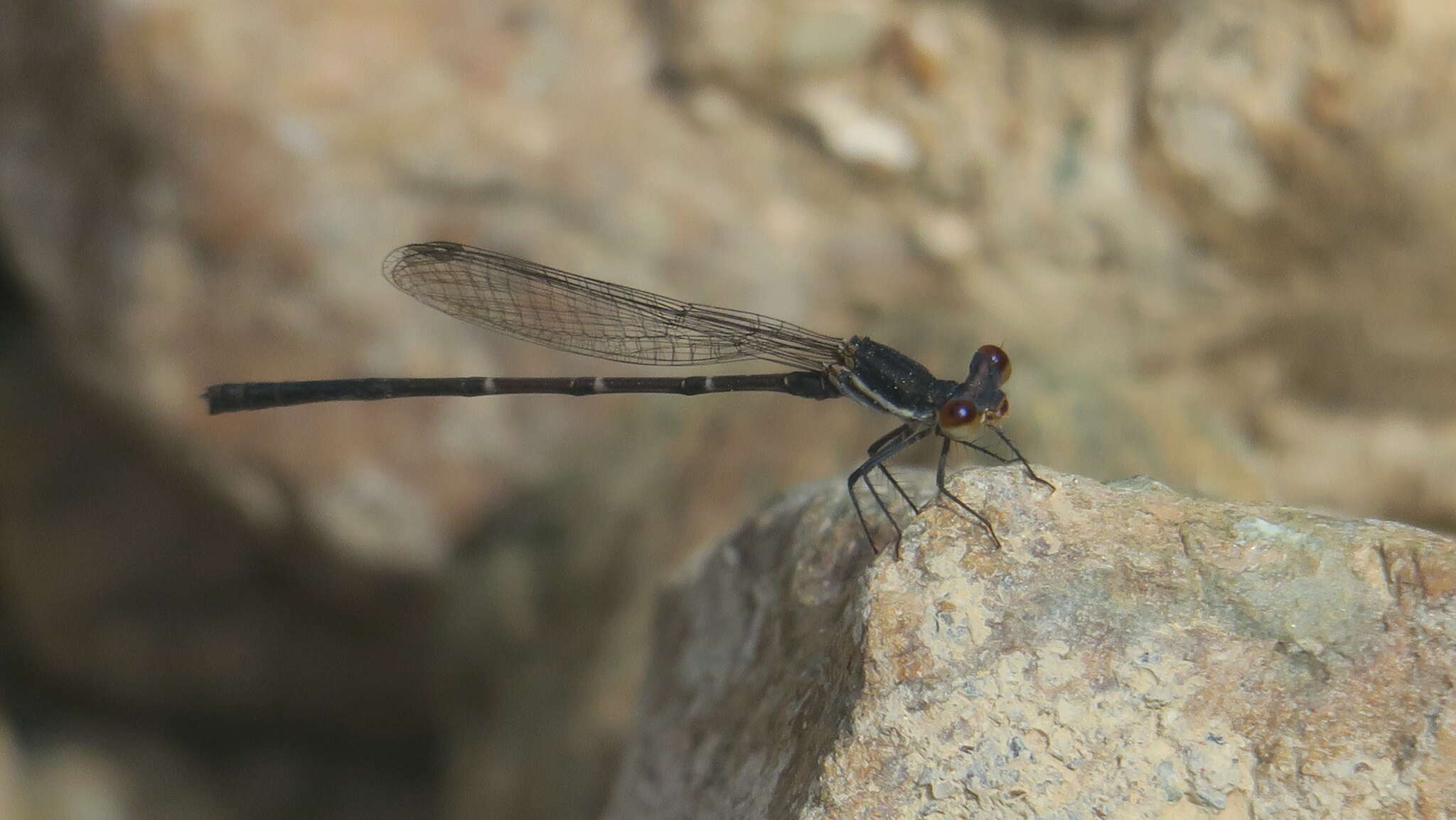 Image of Arabineura khalidi (Schneider 1988)