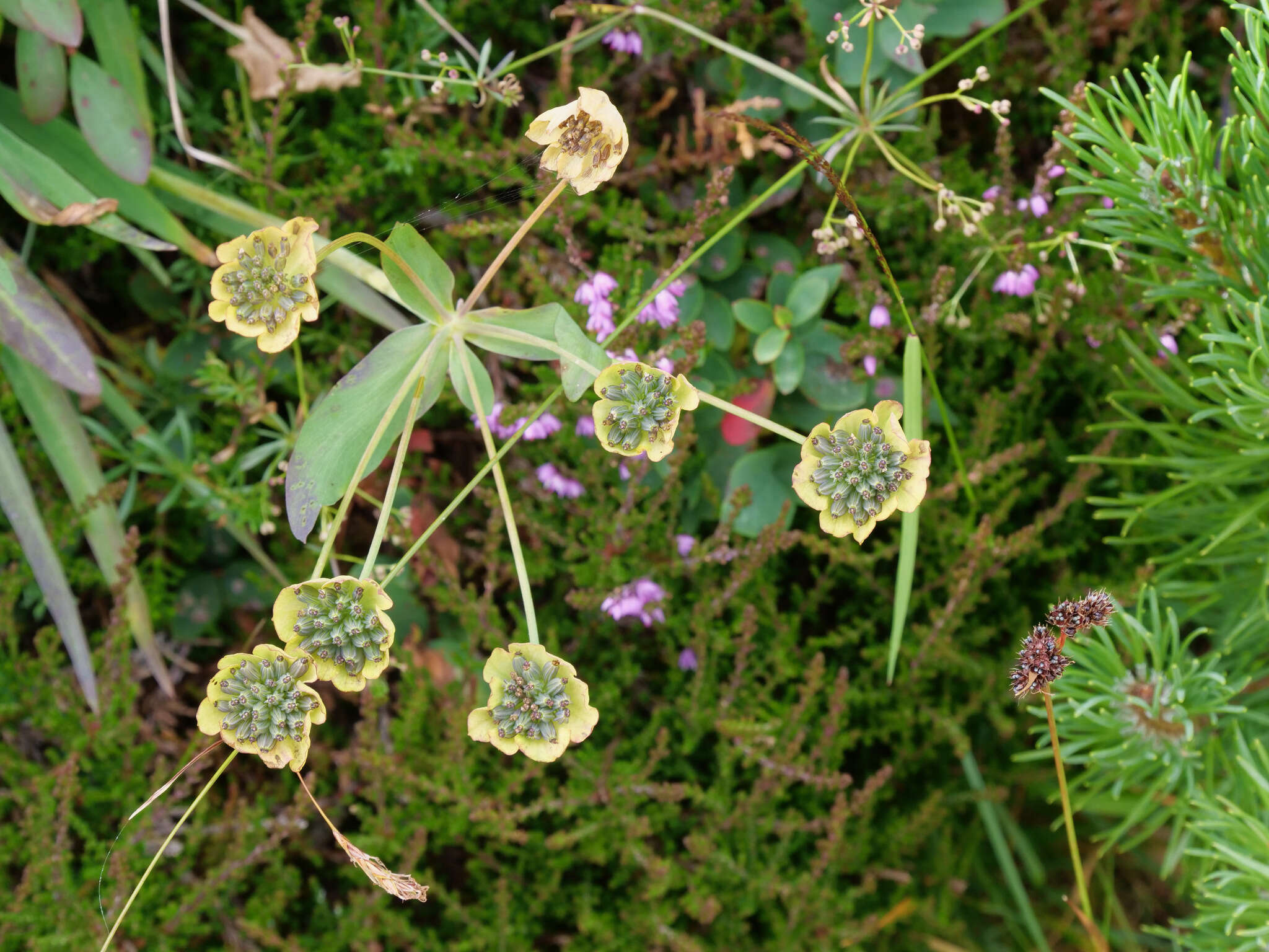 Sivun Bupleurum stellatum L. kuva