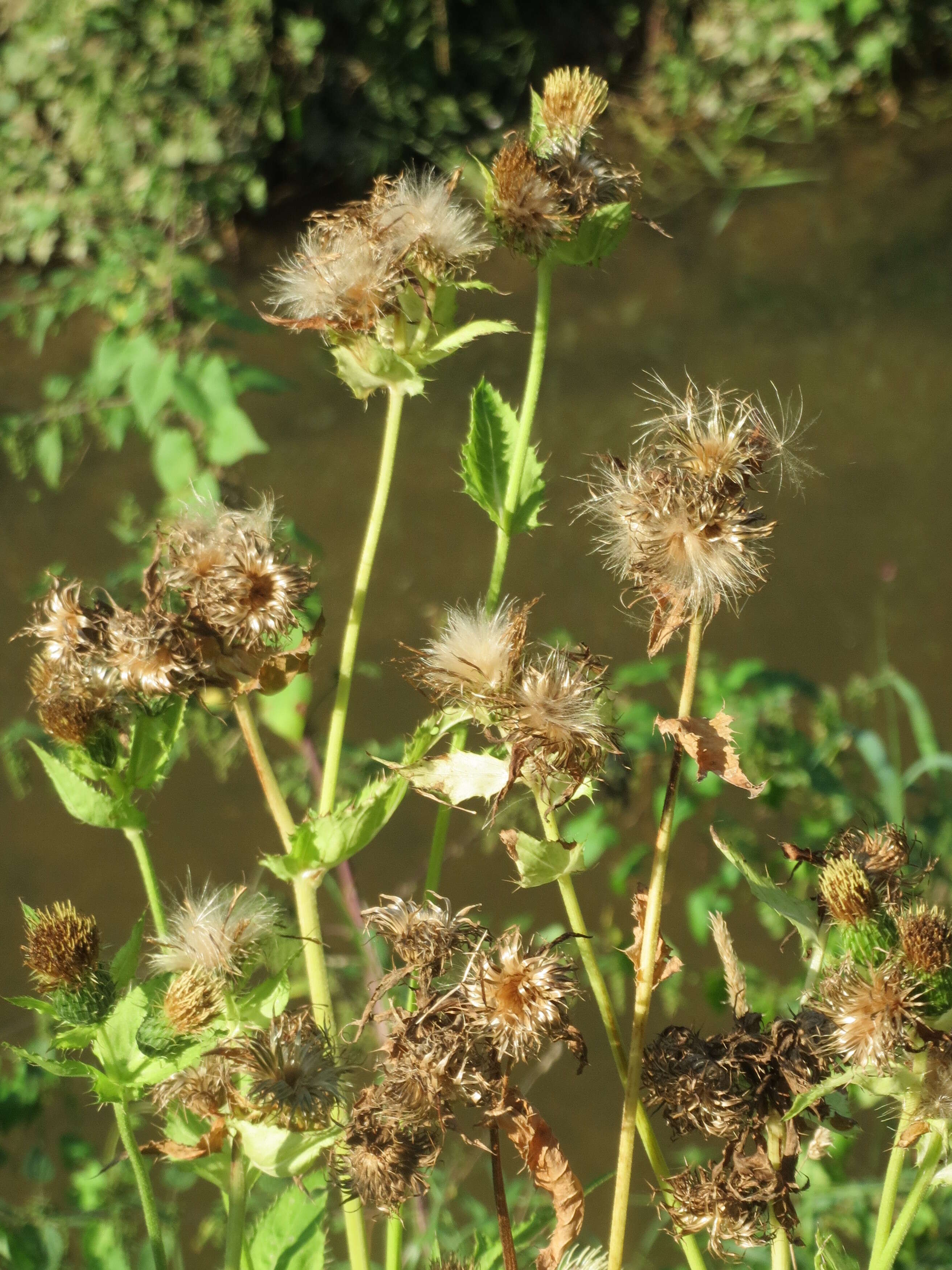 Image of Cabbage Thistle