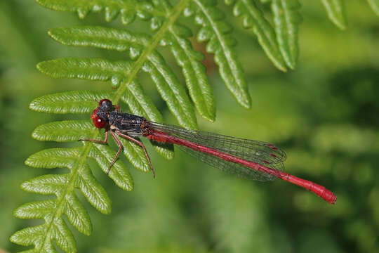 Image of small red damselfly