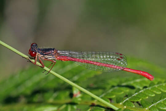 Image of small red damselfly