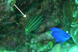 Image of Five-lined cardinalfish