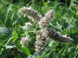 Image of Horse Mint