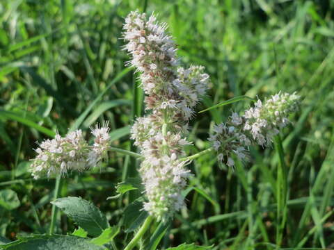 Image of Horse Mint